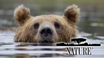Backdrop к сериалу "Nature" #1293954