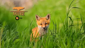 Backdrop к сериалу "Nature" #1293962