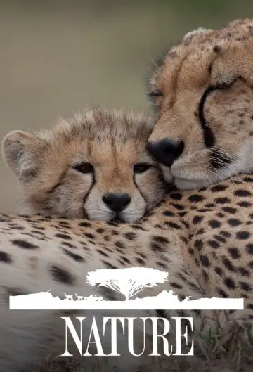 Poster к сериалу "Nature" #1293997