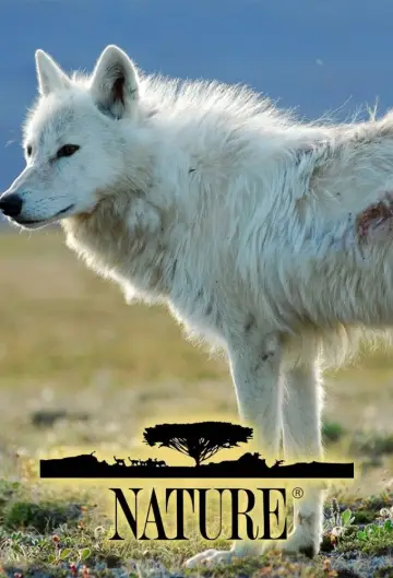 Poster к сериалу "Nature" #1294002