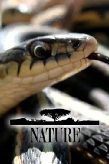 Poster к сериалу "Nature" #1294024