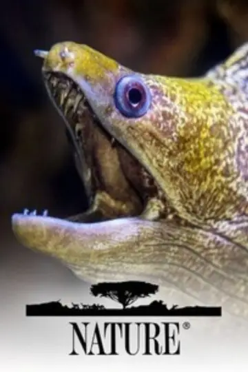 Poster к сериалу "Nature" #1294025