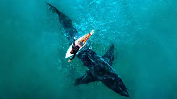 Backdrop к сериалу "Shark Week" #1362266