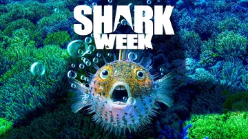 Backdrop к сериалу "Shark Week" #1362280