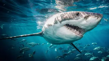 Backdrop к сериалу "Shark Week" #1362298