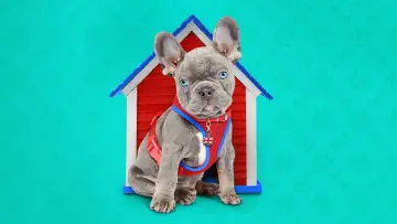 Backdrop for the TV series "The Dog House" #1669846