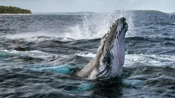 Backdrop for the TV series "Secrets of the Whales" #1871325