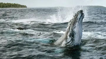 Backdrop for the TV series "Secrets of the Whales" #1871326