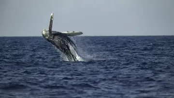 Backdrop for the TV series "Secrets of the Whales" #1871329