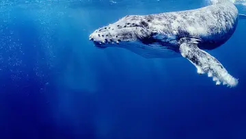 Backdrop for the TV series "Secrets of the Whales" #1871330