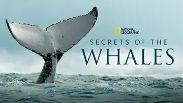 Backdrop for the TV series "Secrets of the Whales" #1871333