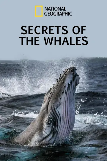 Poster for the TV series "Secrets of the Whales" #1871341