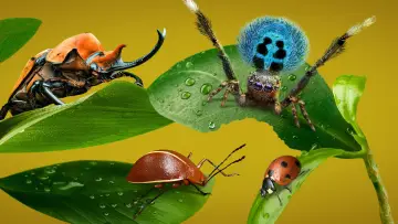Backdrop for the TV series "A Real Bug
