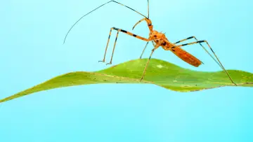 Backdrop for the TV series "A Real Bug