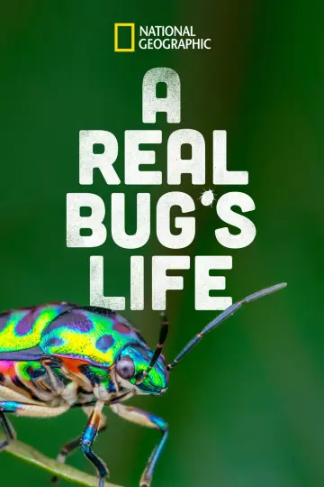 Poster for the TV series "A Real Bug