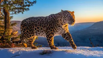 Backdrop for the TV series "Frozen Planet II" #1796323