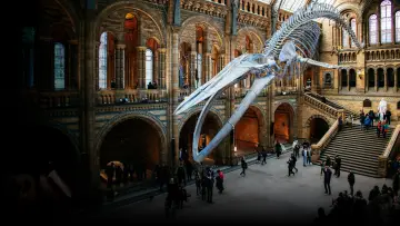 Backdrop for the TV series "Natural History Museum: World of Wonder" #1607673