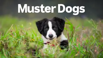 Backdrop for the TV series "Muster Dogs" #1609047