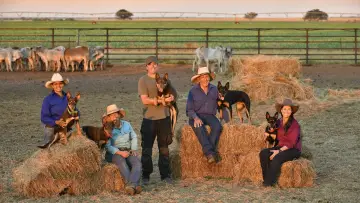 Backdrop for the TV series "Muster Dogs" #1609048