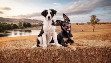 Backdrop for the TV series "Muster Dogs" #1609051