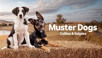 Backdrop for the TV series "Muster Dogs" #1609052