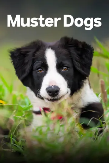 Poster for the TV series "Muster Dogs" #1609063