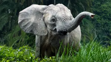 Backdrop for the TV series "Secrets of the Elephants" #1865456