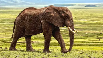 Backdrop for the TV series "Secrets of the Elephants" #1865457