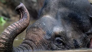 Backdrop for the TV series "Secrets of the Elephants" #1865458