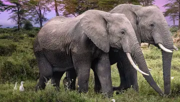 Backdrop for the TV series "Secrets of the Elephants" #1865459