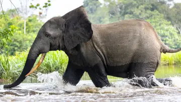 Backdrop for the TV series "Secrets of the Elephants" #1865460