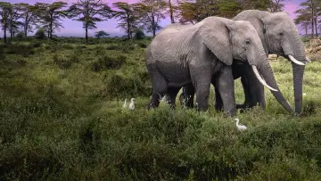 Backdrop for the TV series "Secrets of the Elephants" #1865461