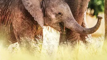 Backdrop for the TV series "Secrets of the Elephants" #1865462