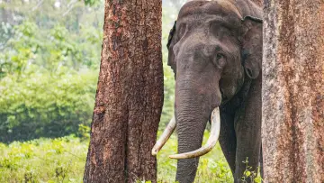 Backdrop for the TV series "Secrets of the Elephants" #1865463