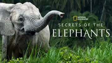 Backdrop for the TV series "Secrets of the Elephants" #1865465