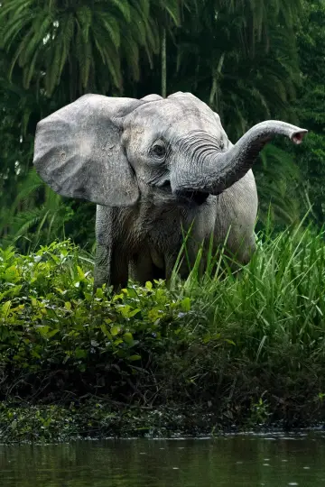 Poster for the TV series "Secrets of the Elephants" #1865471