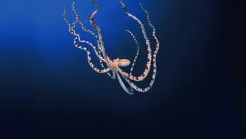 Backdrop for the TV series "Secrets of the Octopus" #1805941