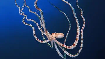 Backdrop for the TV series "Secrets of the Octopus" #1805942