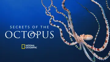 Backdrop for the TV series "Secrets of the Octopus" #1805944