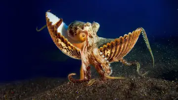 Backdrop for the TV series "Secrets of the Octopus" #1805945