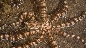Backdrop for the TV series "Secrets of the Octopus" #1805946