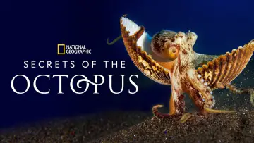 Backdrop for the TV series "Secrets of the Octopus" #1805947
