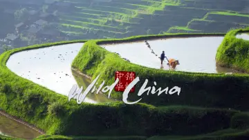 Backdrop for the TV series "Wild China" #1716999