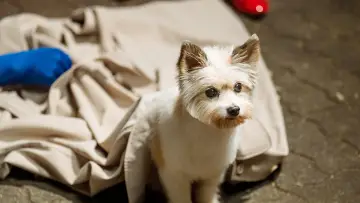 Backdrop for the TV series "A Good Day to be a Dog" #1663939