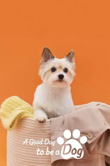 Poster for the TV series "A Good Day to be a Dog" #1663982