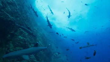 Backdrop for the TV series "Our Oceans" #1493721