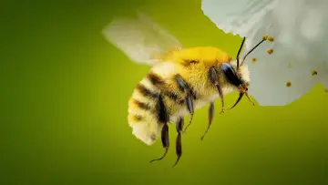 Backdrop for the TV series "Secrets of the Bees" #1481073