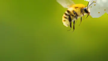 Backdrop for the TV series "Secrets of the Bees" #1481074