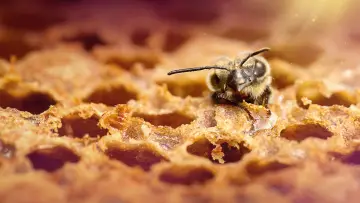 Backdrop for the TV series "Secrets of the Bees" #1481077