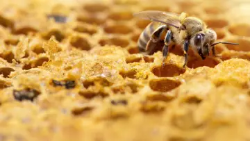 Backdrop for the TV series "Secrets of the Bees" #1481079